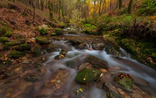 Картинка осень, лес, листья, склон, ручей, мох, камни, течение