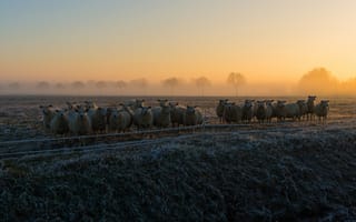 Картинка иней, поле, деревья, небо, туман, рассвет, овцы, трава