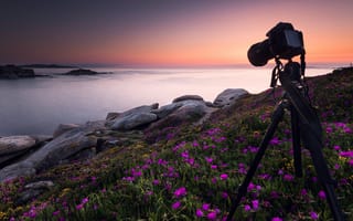 Картинка море, небо, берег, рассвет, фотосъемка, цветы, закат, камни