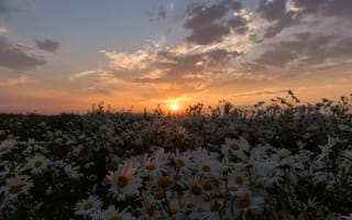 Картинка лето, небо, закат, ромашки, облака, солнце, вечер, много
