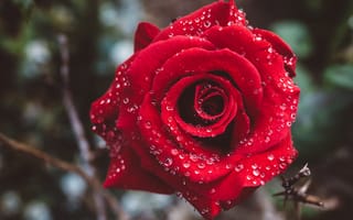 Картинка капли, макро, цветы, красный, темный, розы, алая
