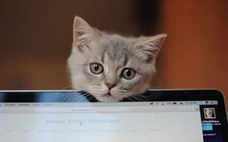 Картинка взгляд, серый, Божена Пучко, мордочка, котёнок, ноутбук