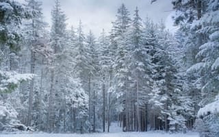 Картинка зима, лес, заснеженные, снег, ели, сосна