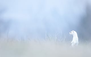 Картинка белый, трава, взгляд, туман, поляна, природа, размытие