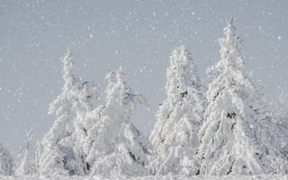 Картинка зима, лес, ели, снегопад, светлый, снег