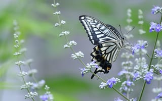 Картинка макро, цветы, сиреневые, махаон, бабочка