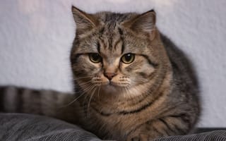 Картинка кошка, кот, милая, серый, хвост, взгляд, лежит, портрет