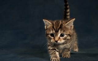 Картинка кошка, хвостик, маленький, котёнок