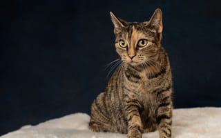 Картинка кошка, взгляд, сидит, полосатый, темный