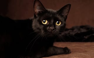 Картинка кошка, кот, лежит, взгляд, желтые глаза, черный