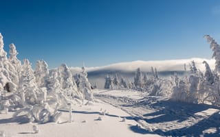 Картинка Ore Mountains, зима, Germany, деревья, Саксония, Рудные горы, снег, дорога, Saxony, Германия