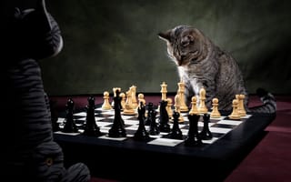 Картинка кот, шахматы, шахматист, шахматная партия, игра, игрушка