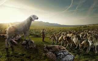 Картинка стая, овца, Волки, природа, юмор, камни, пастух, небо, поле