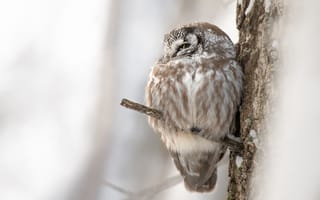 Картинка зима, деревья, птица, сова, сыч, сидит на ветке, нахохлилась, ветки