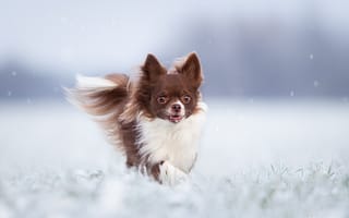 Картинка чихуахуа, собака, зима