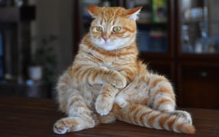 Картинка кошка, кот, рыжая, комната, поза, стол, мебель, взгляд
