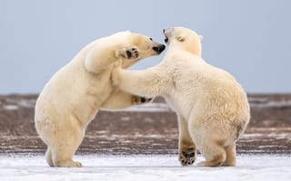 Картинка Аляска, спаринг, Белые медведи, два медведя, Полярные медведи