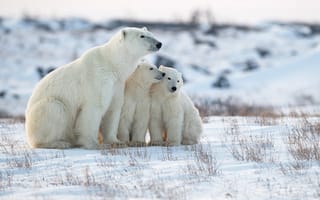 Картинка зима, Белые медведи, медвежата, снег, медведица, Полярные медведи