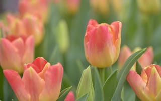 Картинка тюльпаны, бутоны, боке