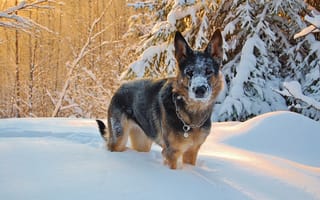 Картинка собака, взгляд, друг, снег, зима