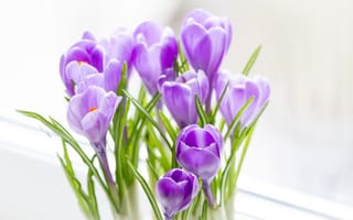Картинка букет, весна, сиреневые, крокусы
