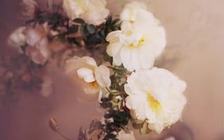 Картинка цветы, ветки, белые, шиповник, розы