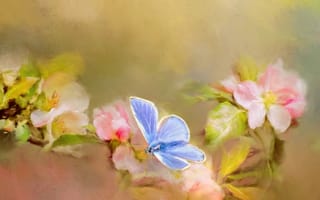 Картинка макро, цветы, бабочка, голубой, ветки, весна, арт, обработка