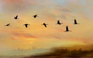 Картинка небо, полет, птица, закат, силуэт, журавли, стая
