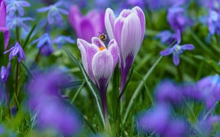 Картинка капли, пчела, сиреневые, весна, поляна, крокусы, боке
