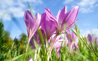 Картинка небо, цветы, розовые, весна, крокусы