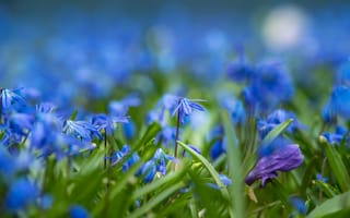 Картинка цветы, голубой, пролески, размытый, поляна, боке