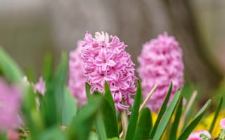 Картинка листья, цветы, гиацинты, весна, боке, розовые