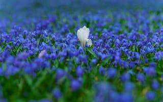Картинка белый, цветы, весна, много, первоцвет, крокусы, голубой, синий