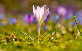 Картинка свет, весна, розовые, крокусы