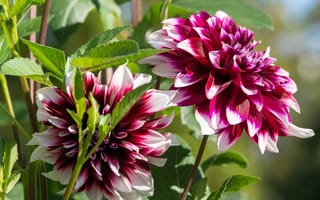 Картинка листья, цветы, Красно-белые, малиновый, георгины, с белым, сад