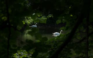 Картинка свет, ветки, заросли, природа, темный, листва, птица, берег