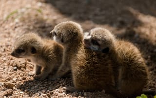 Картинка свет, поза, сурикаты, малыш, выводок, детёныш