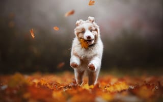 Картинка осень, кленовый лист, боке, Alena Trojanovičová, Австралийская овчарка, листья, щенок, собака, Аусси