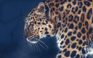 Картинка леопард, дикая кошка, Олег Богданов, портрет, профиль