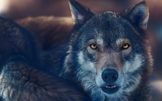 Картинка взгляд, хищник, волк, Олег Богданов, санитар леса, зверь, морда