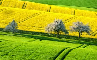 Картинка весна, поле, холмы, деревья, Германия, рапс