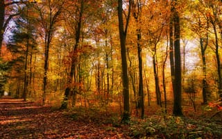 Картинка дорога, осень, парк, листва, лес, свет, аллея, деревья