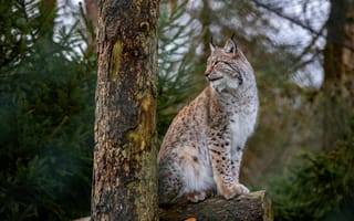 Картинка лес, деревья, рысь, бревно