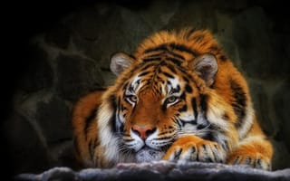 Картинка взгляд, тигр, полоски, дикая кошка
