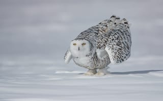 Картинка зима, поле, сова, взгляд, снег, птица, белый, поза