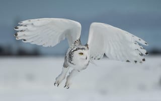 Картинка зима, поле, небо, взгляд, крупный план, белый, полет, снег