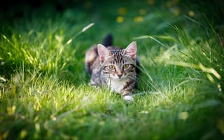 Картинка кошка, лето, котёнок, поляна, трава