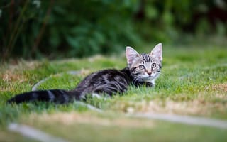 Картинка кошка, трава, лежит, котёнок, поляна