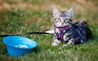 Картинка кошка, поляна, тазик, котёнок, поводок