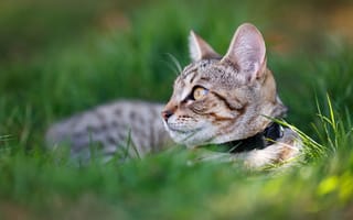 Картинка кошка, трава, лежит, взгляд, котёнок, ошейник, кот, мордашка